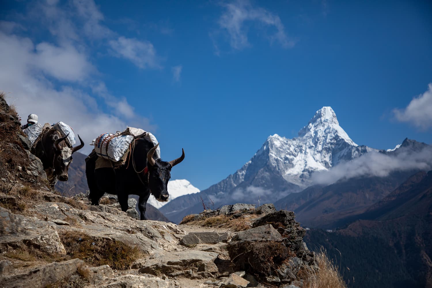 Loaded yaks on a rocky trail with the sharp peak of Ama Dablam behind